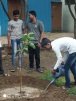 Tree Plantation 2016-2017