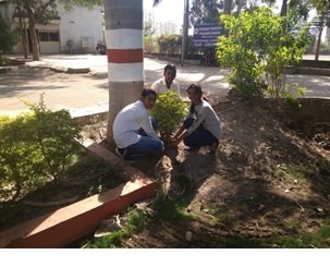 Tree Plantation